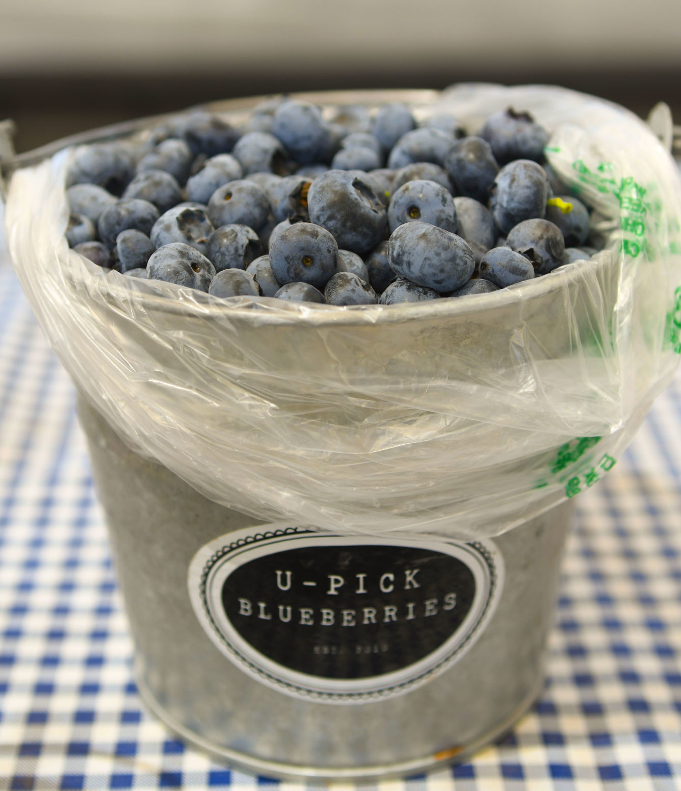 050720 U-Pick Blueberries 02.jpg